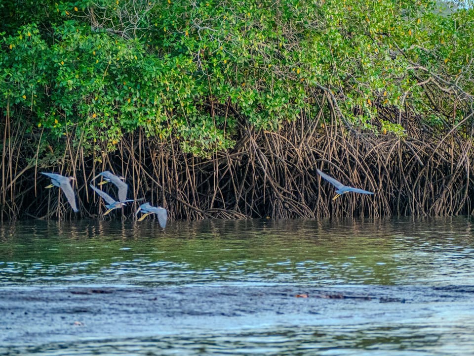we are located in the  Marine Park of Chiriqui with a large biodiversity!