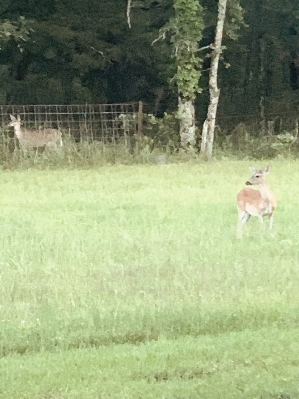 From the front porch of the cabin.