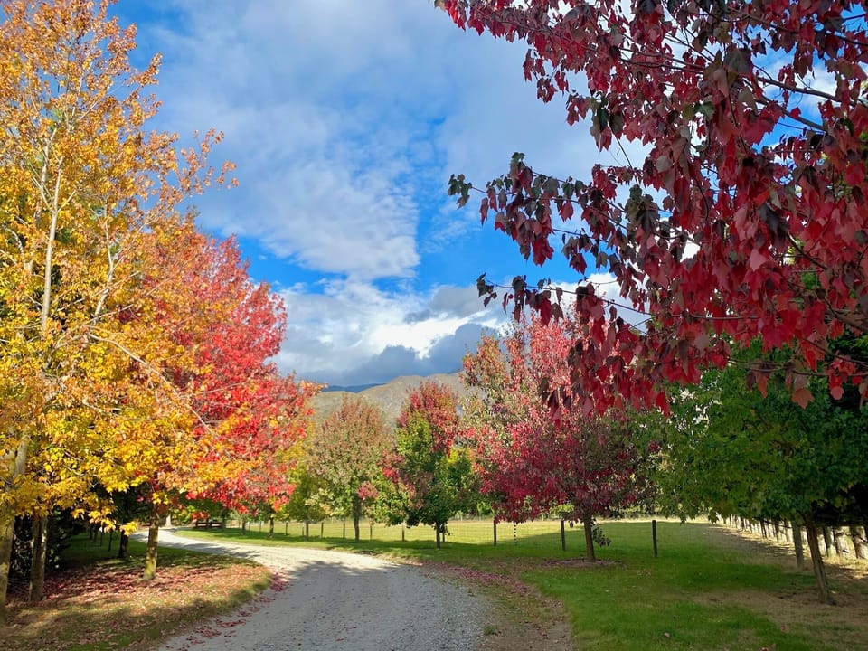Driveway in Autumn