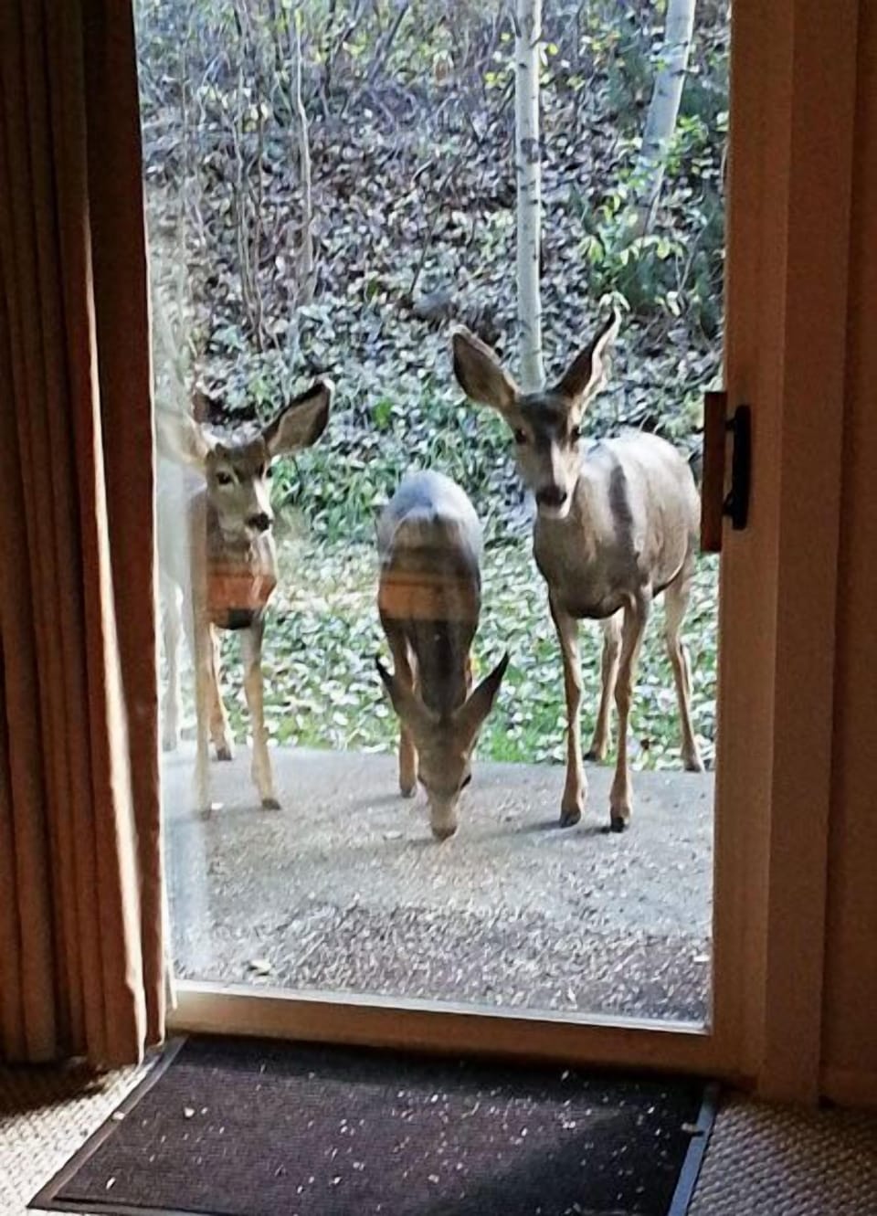 3 Deer standing outside the sliding glass door.