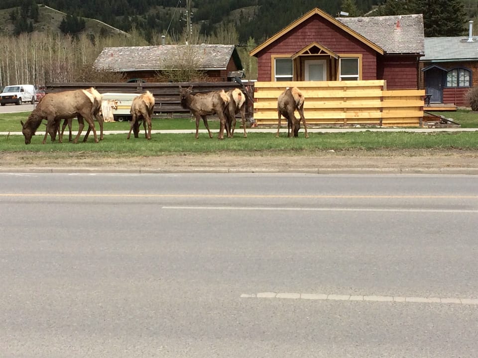 Never know what you will see!
