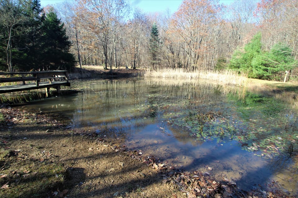 Another spectacular view of the spring fed pond!