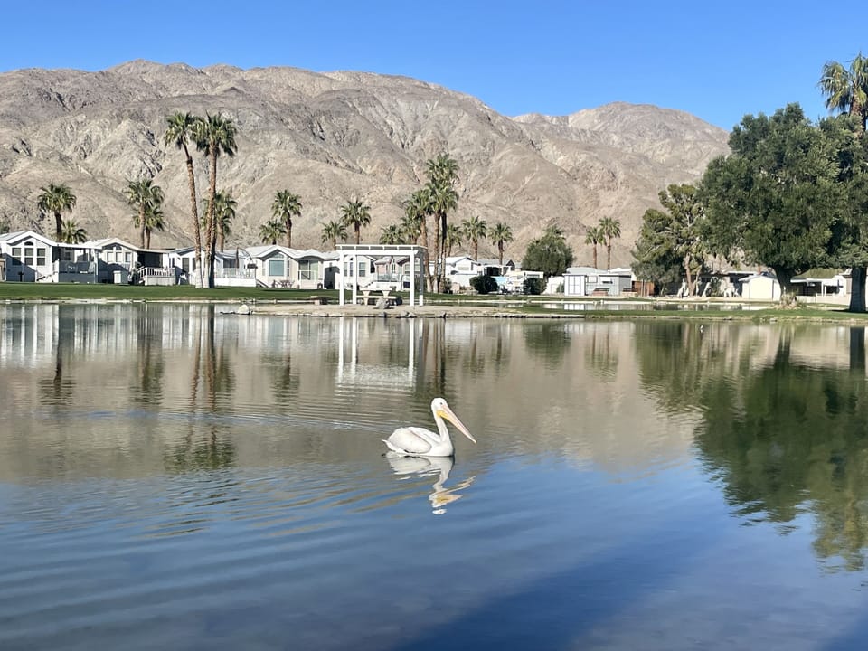 Pelican sighting.