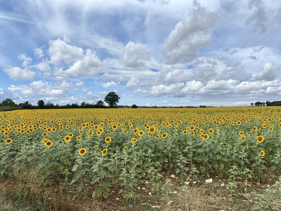 Image 17
