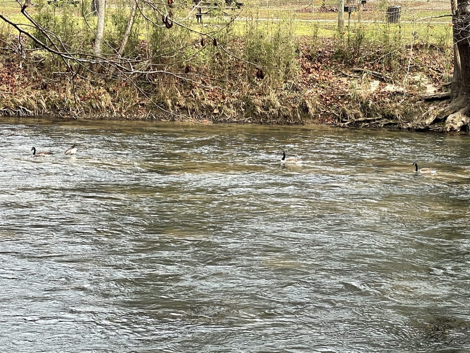 River in front of cabin.