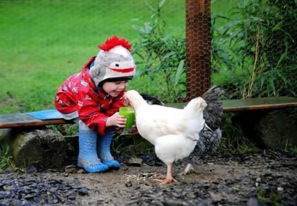 Little Chicken Feeding Girl