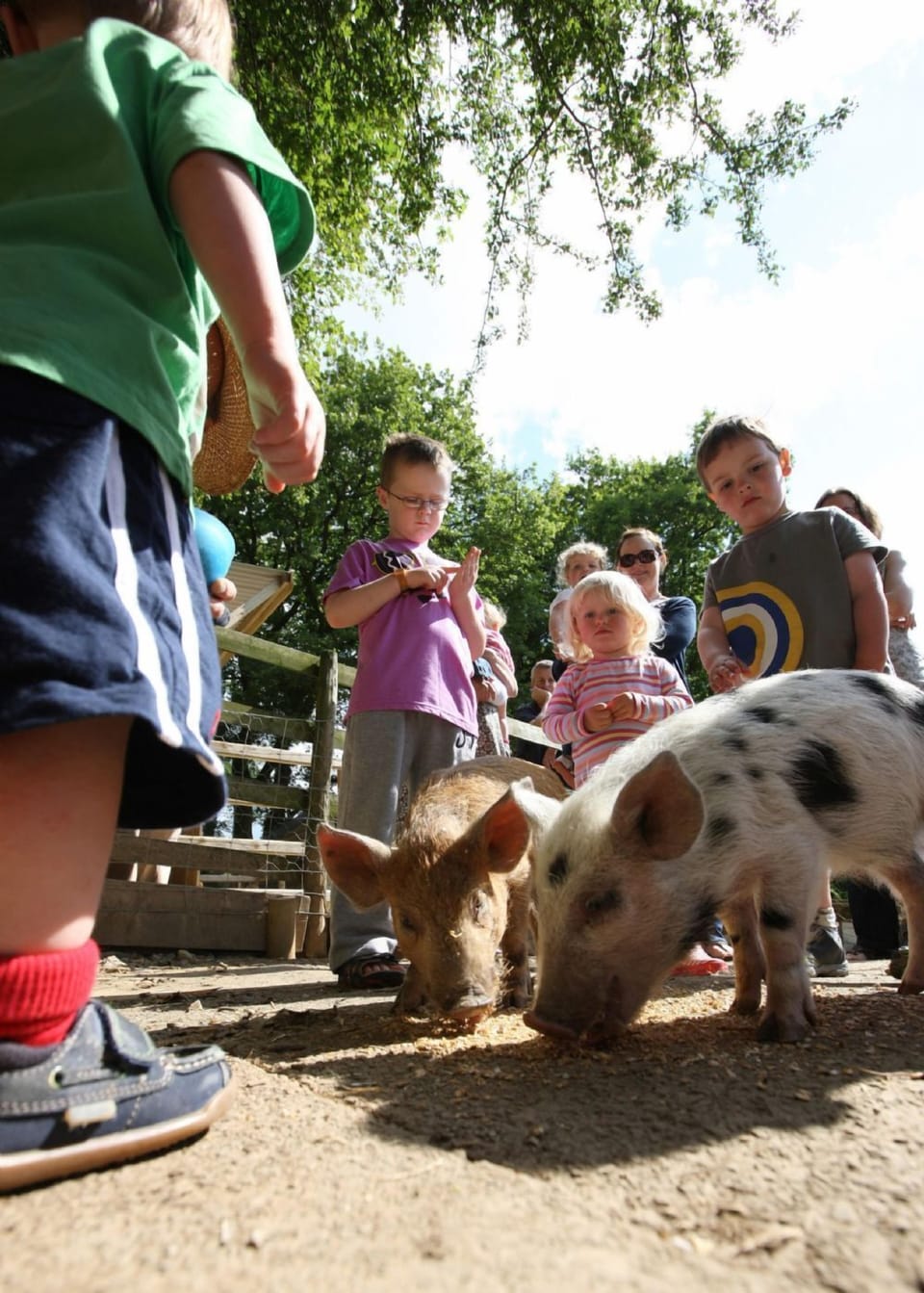 Clydey Farm Animal Feeding
