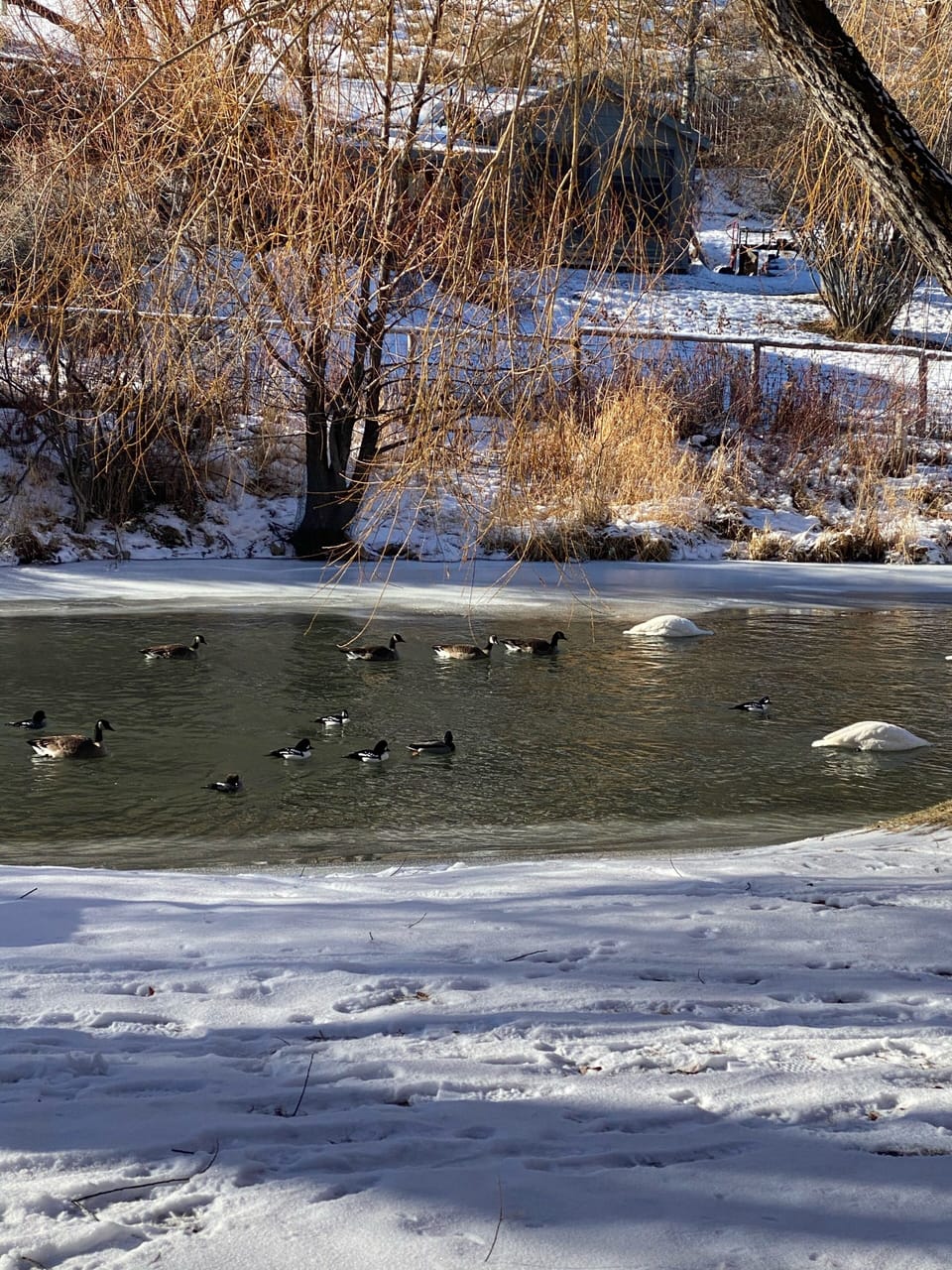 Flat Creek ducks & swan