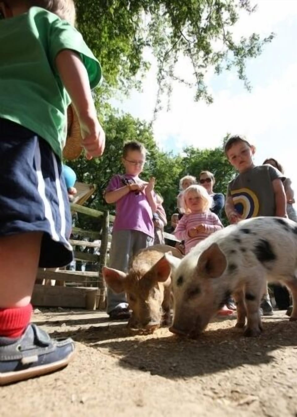 Daily Animal Feeding At Clydey With Farmer Malcolm
