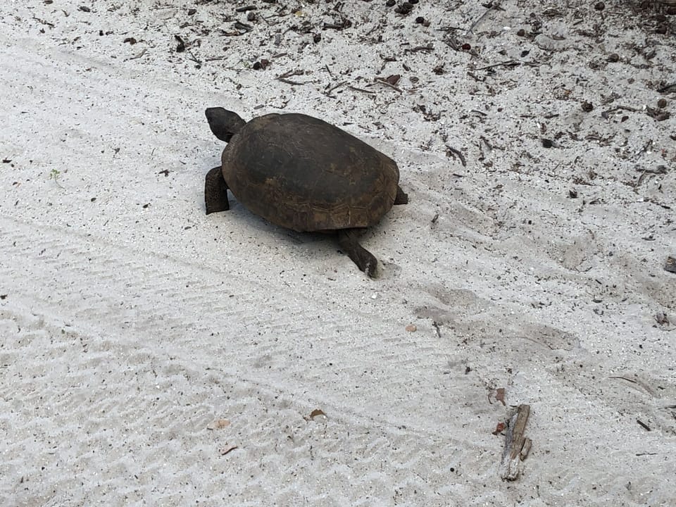 One of the locals