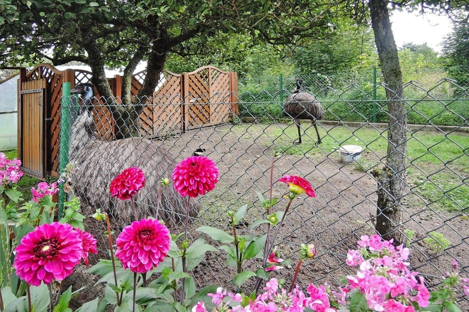 Garden [summer]