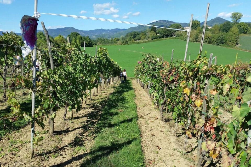 Villa | Vineyard