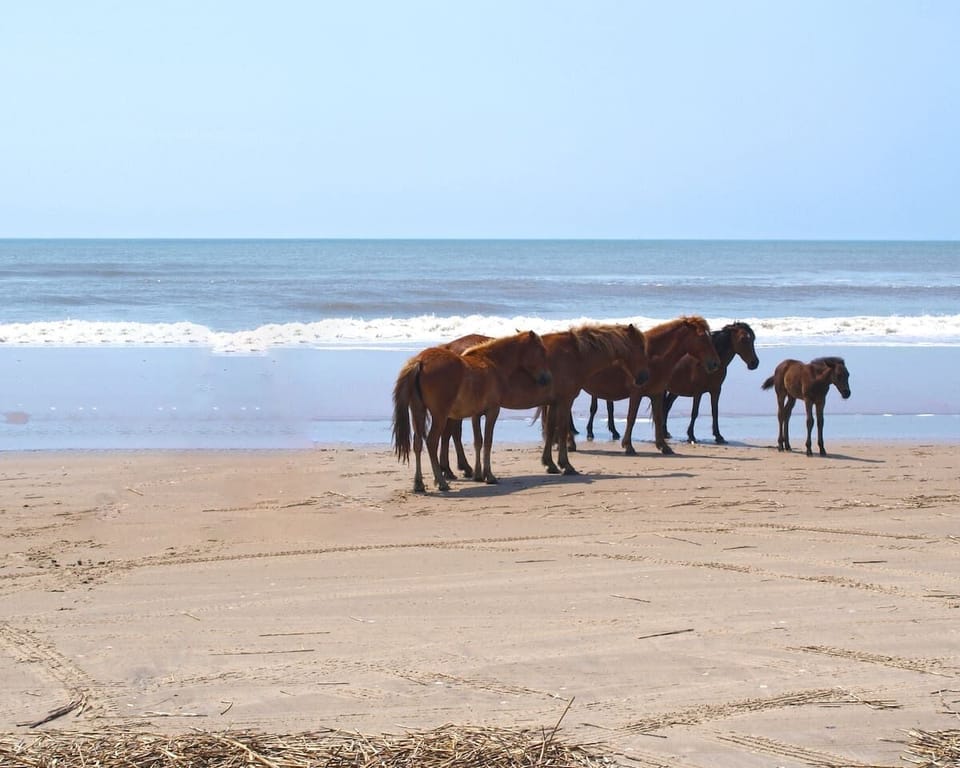 Wild Horses On The Beaches In The Outer Banks! 