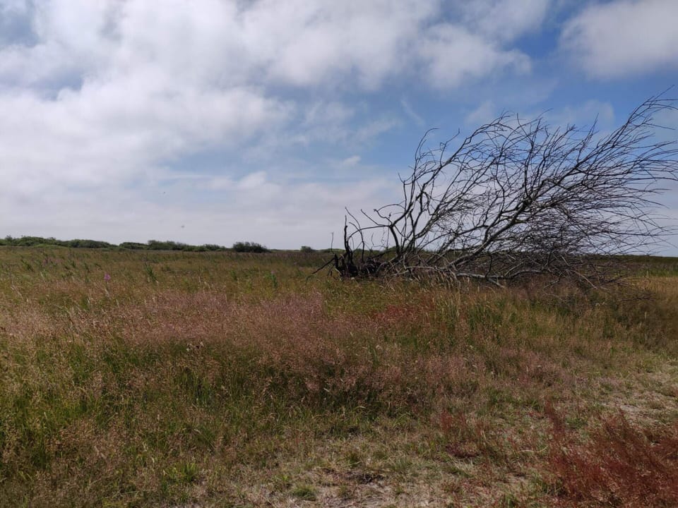 House | Miscellaneous