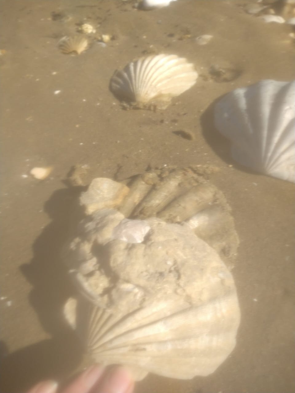 Miscellaneous