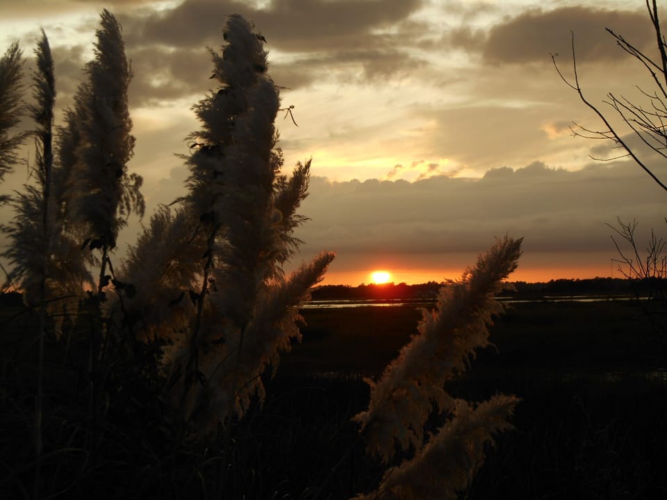 Evening marsh view