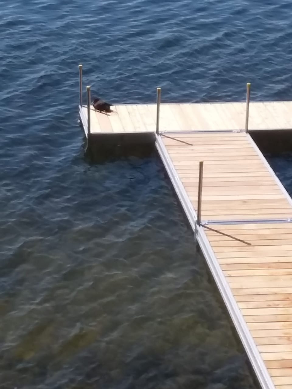 One of our friendly ducks paying a visit. Watch for eagles!