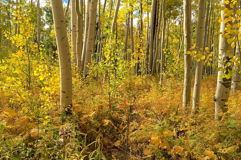 Fall in Breckenridge.