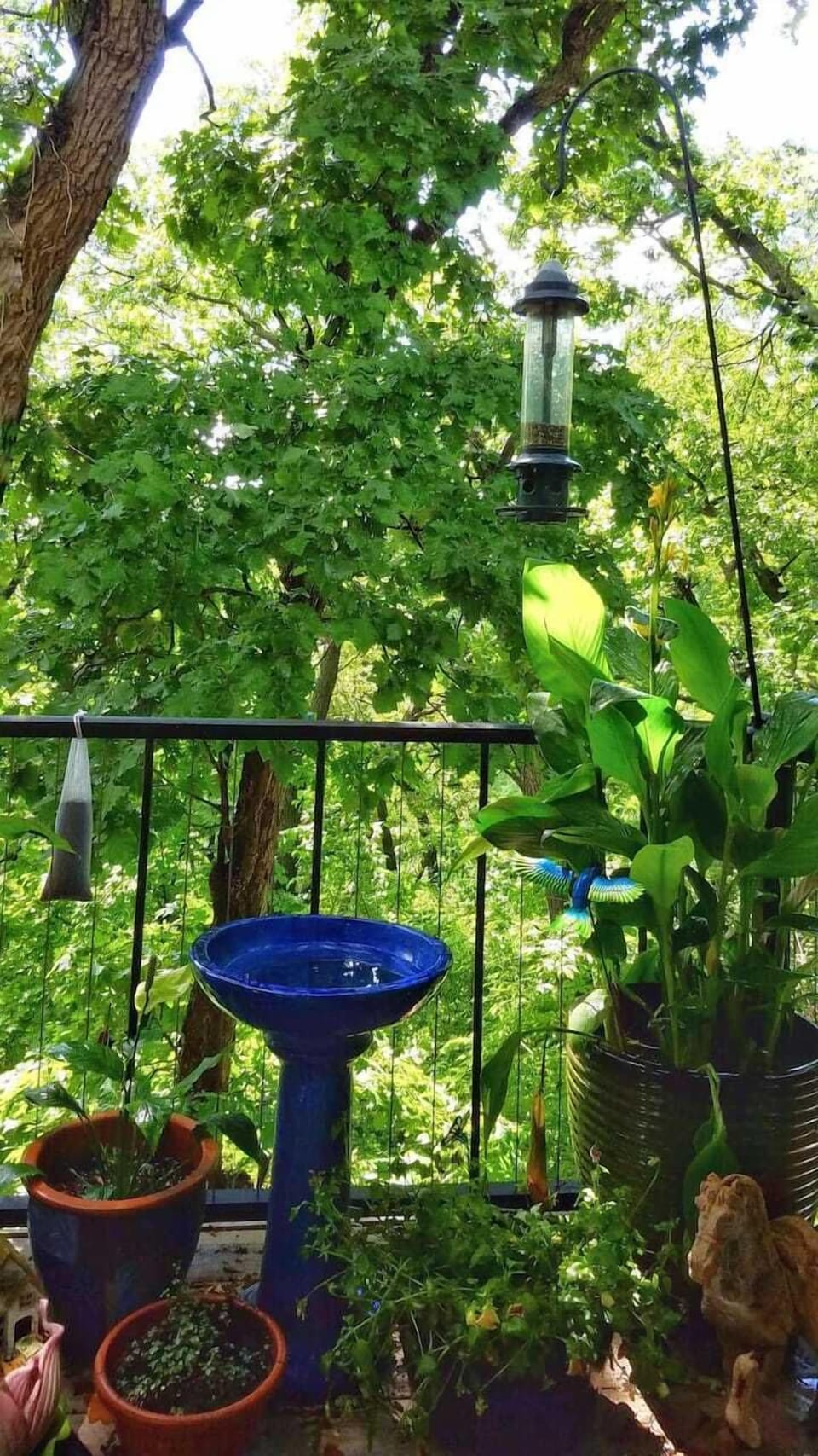 Summer view