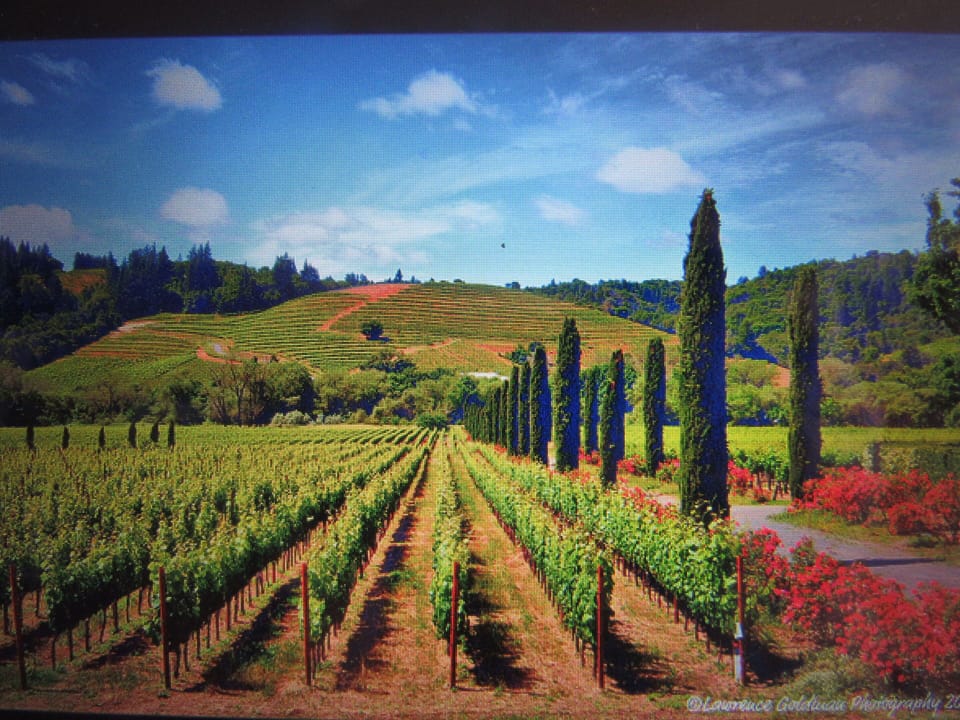 Sonoma Valley vineyards