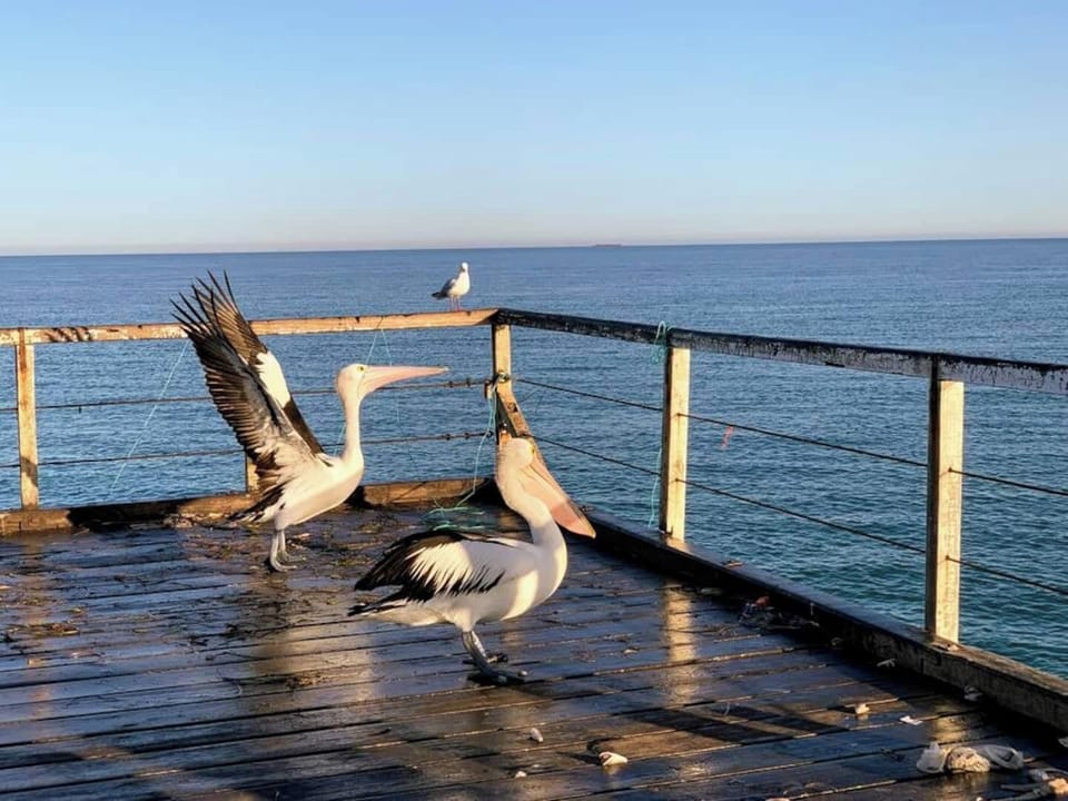 Some local Pelicans down the end of Semaphore Jetty on a lovely morning walk.