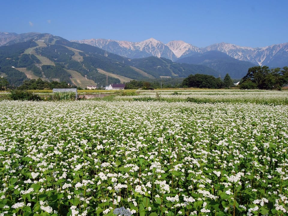 ・[Soba field] Pretty white flowers bloom from about late August to September every year (provided by Hakuba Village Tourism Association)