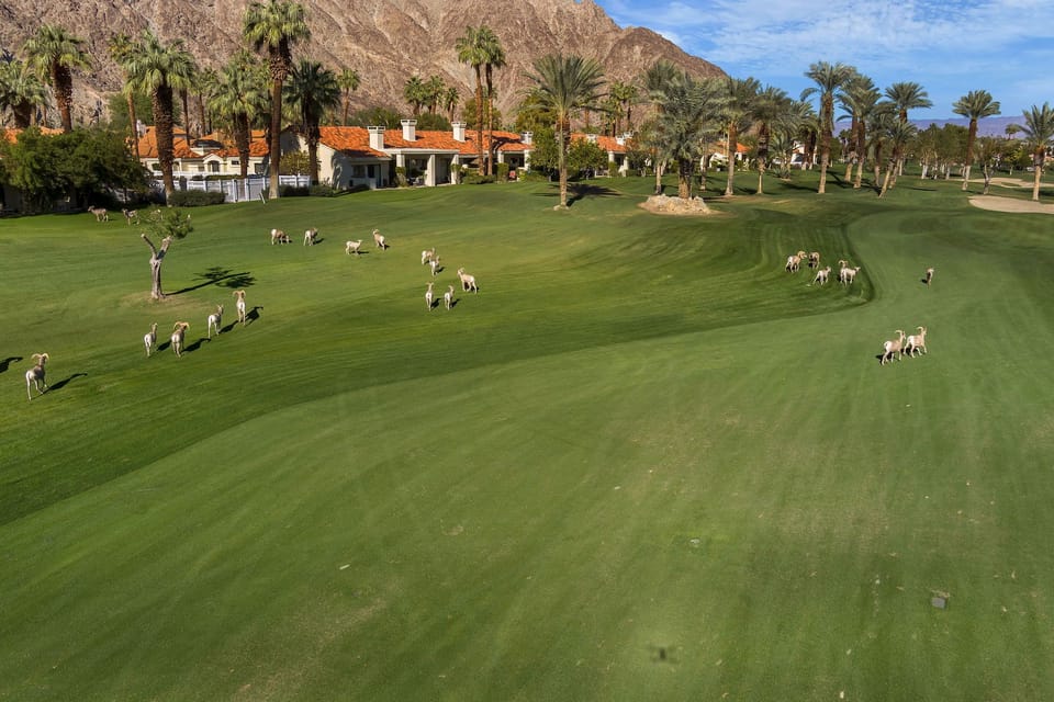 Palmer Course with Bighorn Sheep