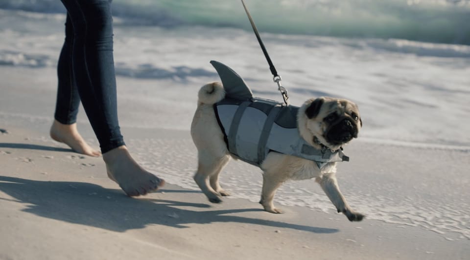 Take your dog down to the dog beach!