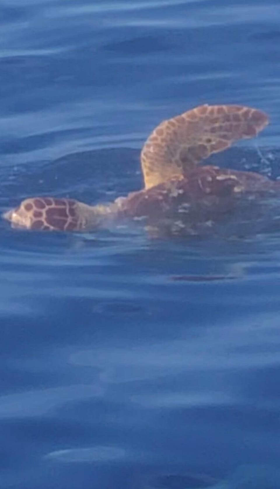 Turtles arrive for nesting 