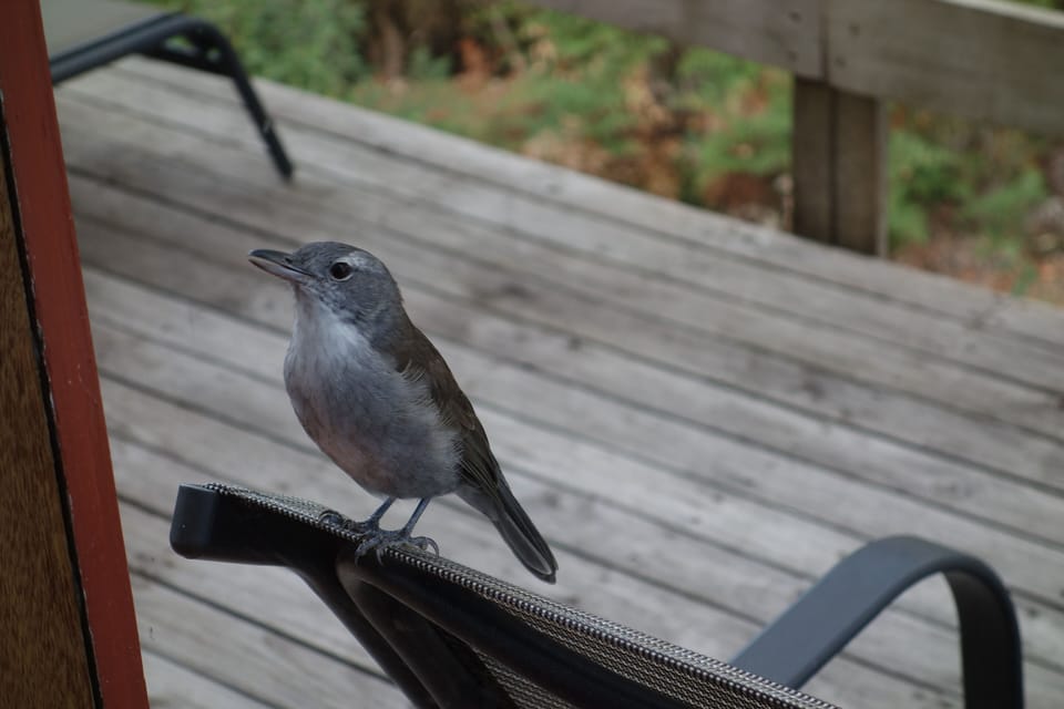 The most beautiful songbird of them all. A very regular visitor.