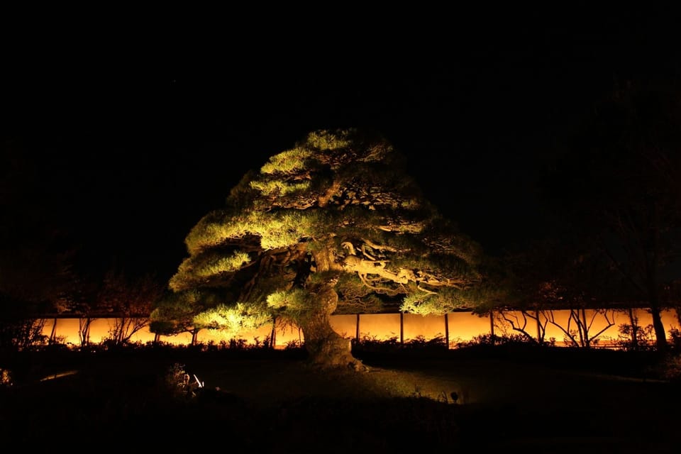Night view of Nezu Memorial Museum (lighted up for a limited time)