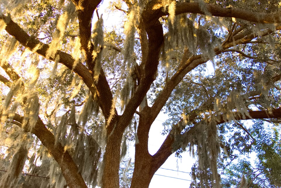 White Oak tree in the back yard.