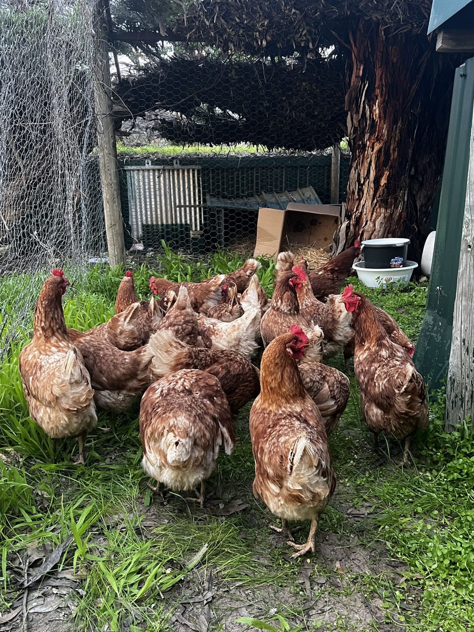 Royal chickens 