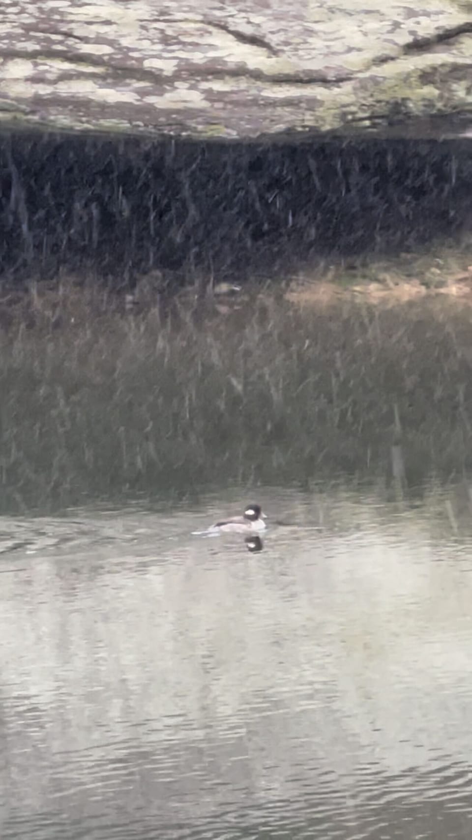 Rare wild duck