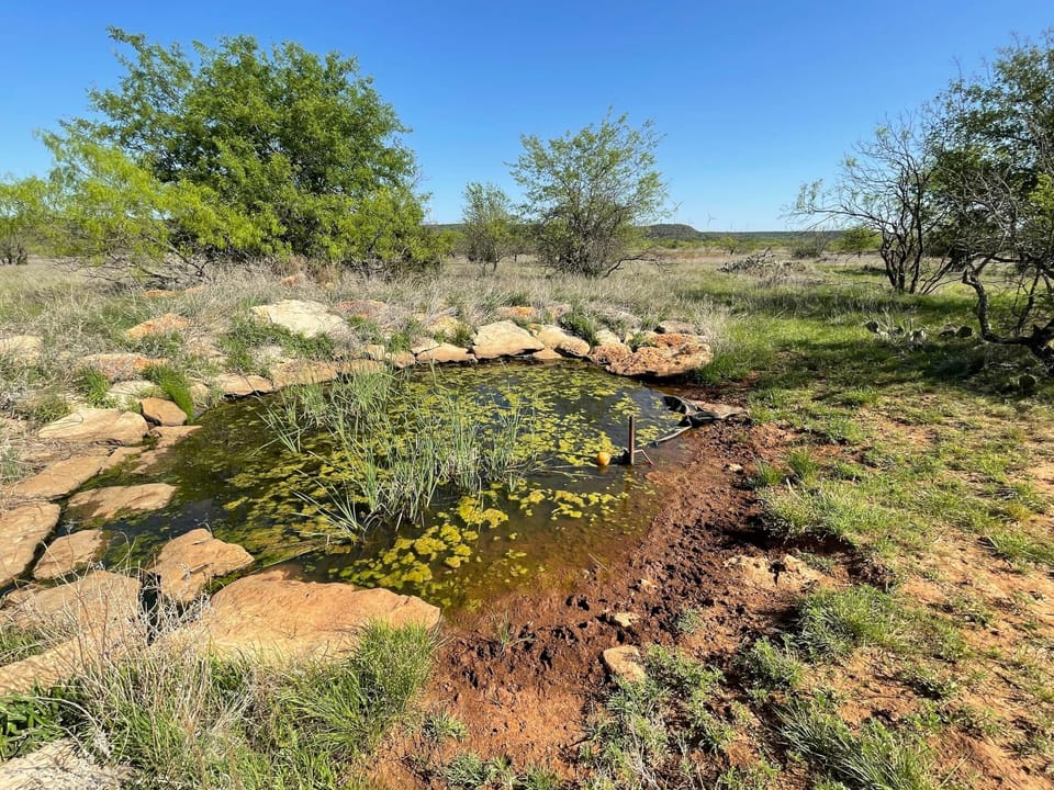 Lake Godstone Wilderness Roost Wildlife Watering Hole