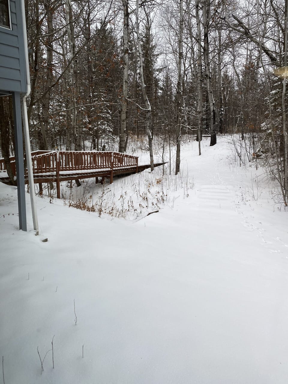 Back yard 