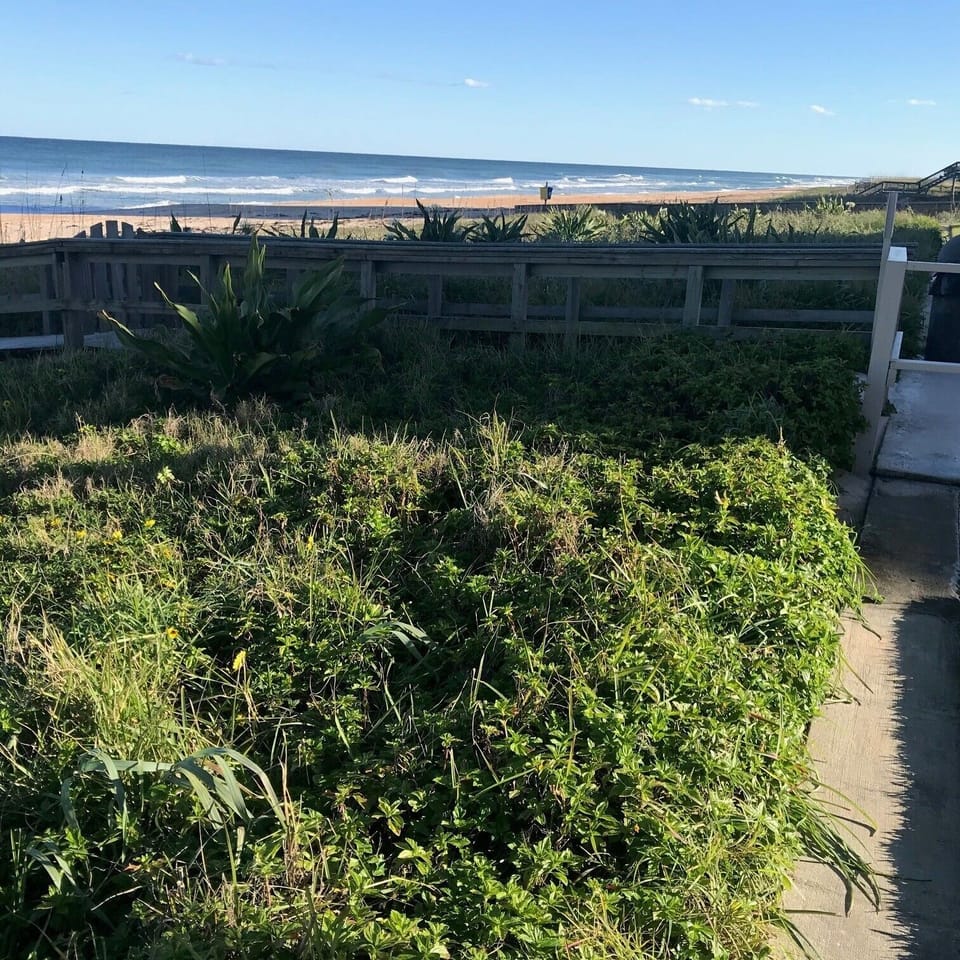 Beach Berm
