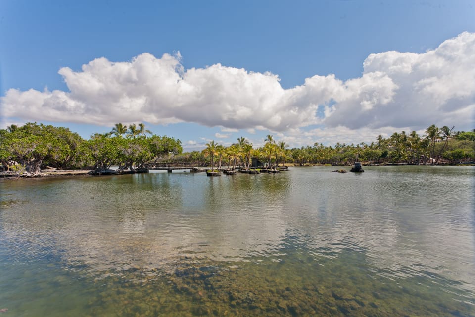 Clear Ocean Water and Palm Trees
