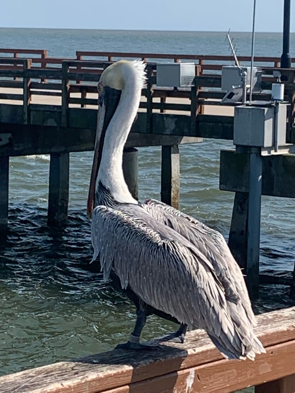 The “Mayor” of Saint Simons pier.