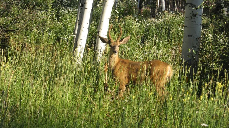Wildlife sightings frequently