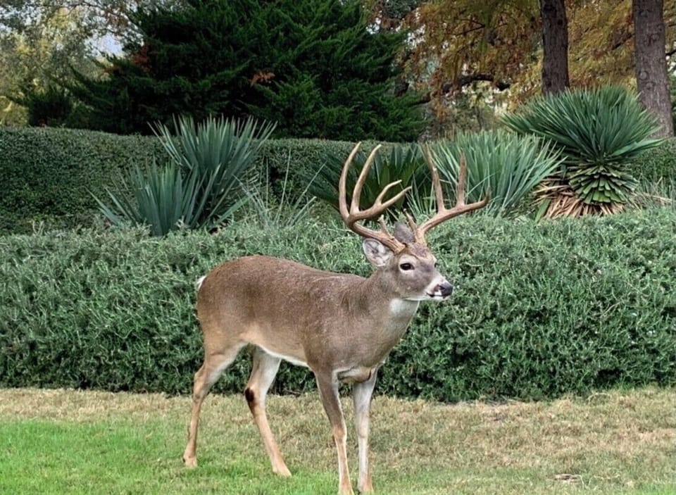 On Island Deer 
