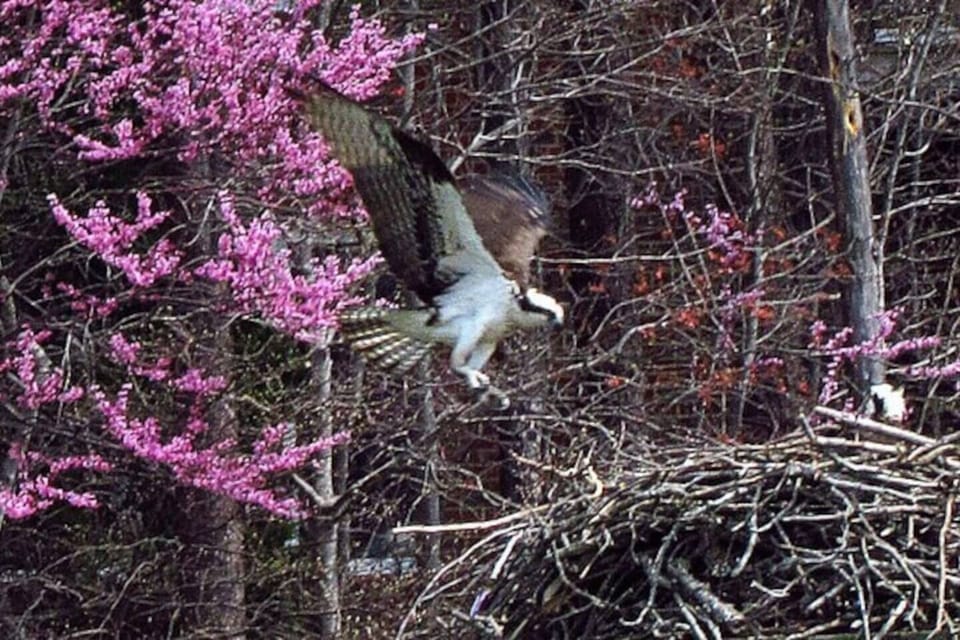 Abundant wildlife can be found on the lake. Look for the Osprey while you are out and about.
