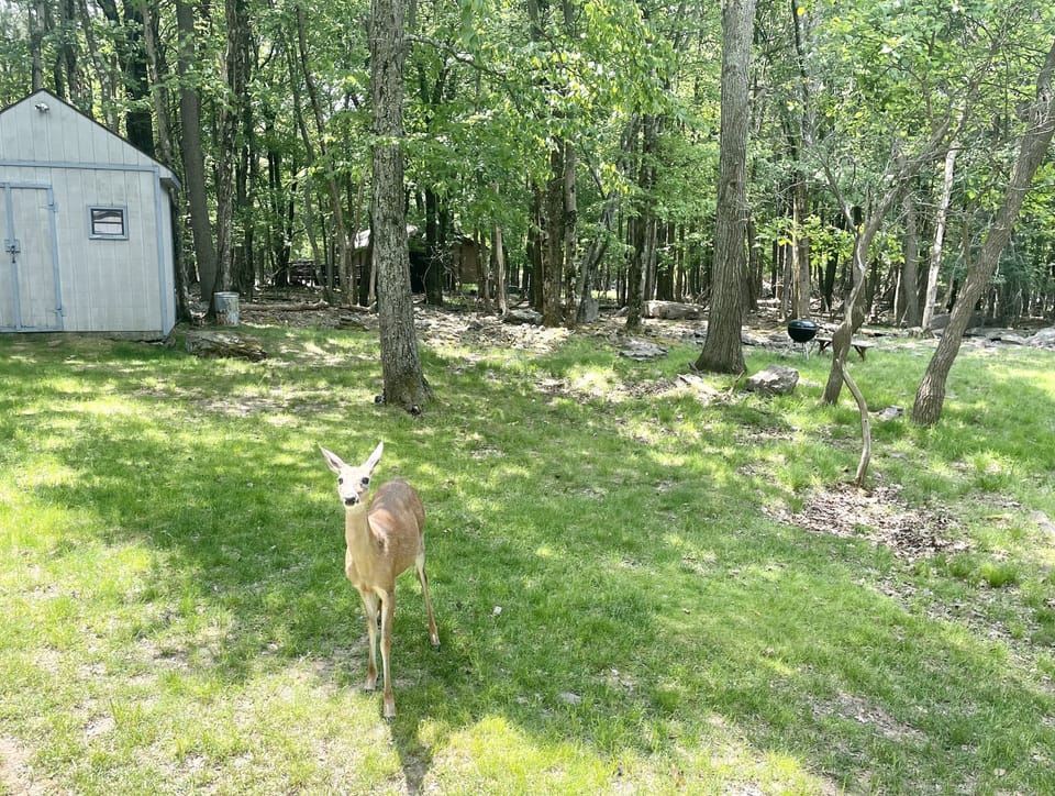 Many deer pass through the yard daily