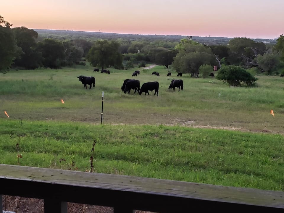 Back Porch -- cows