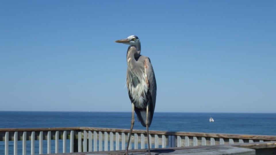 Be sure to walk east down beach  to the Pier at St. Andrews