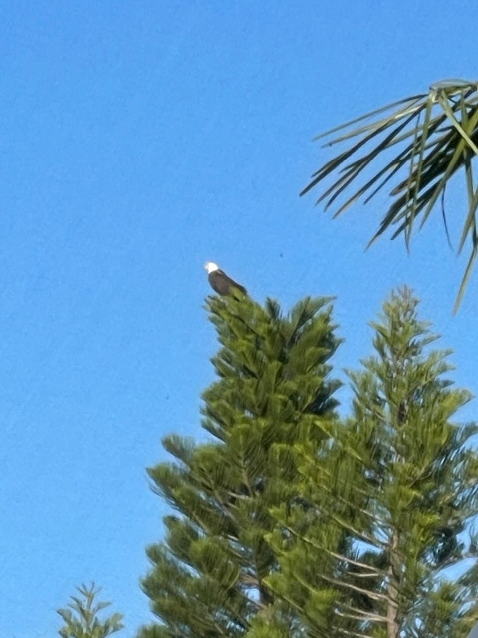 A majestic Bald Eagle sits atop the pine across the canal. Bring your camera! 