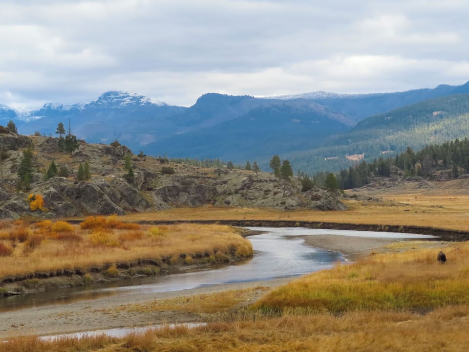 YNP