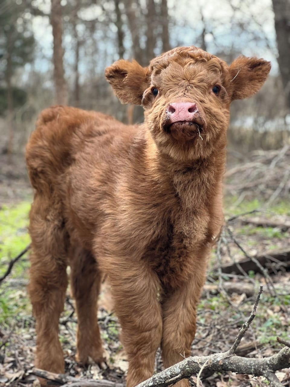 Highlander calf