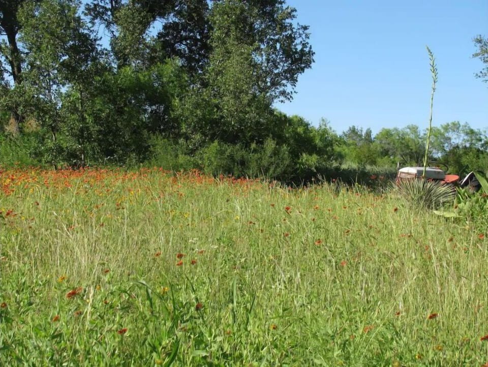 Lots of wildflowers in the spring and fall