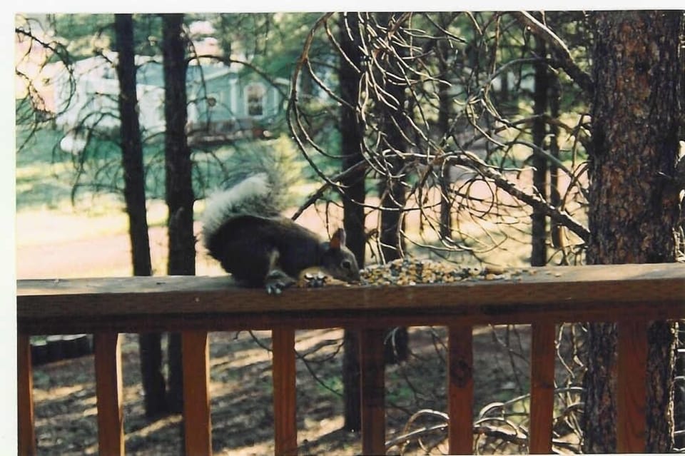 FEEDING THE SQUIRRELS